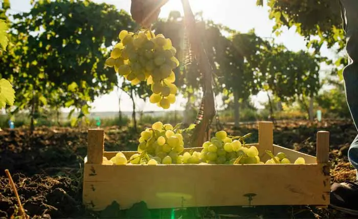 Die Basis f&uuml;r Wermut ist Wein, meistens wird hierf&uuml;r Wei&szlig;wein verwendet