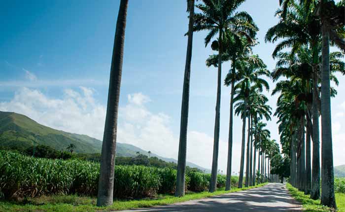 Ideale Voraussetzungen für den Anbau von Zuckerrohr Ideale Voraussetzungen für den Anbau von Zuckerrohr